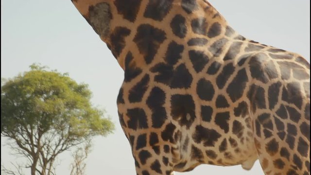Giraffe close up pan