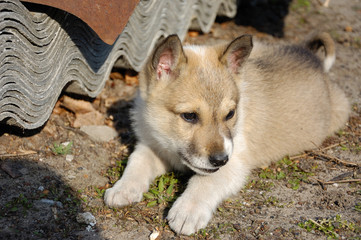 A beautiful Siberian Laika puppy.