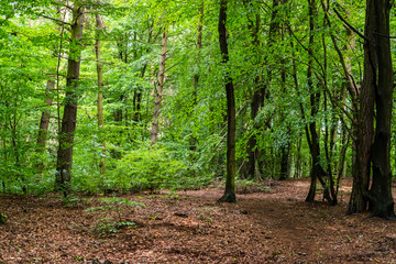 Obraz premium Green Forest 