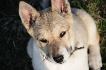 A beautiful Siberian Laika puppy.