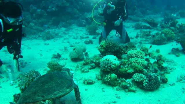 Scuba divers photograph sea turtle, Red Sea