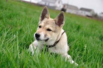 Naklejka na ściany i meble A beautiful Siberian Laika puppy on the grass