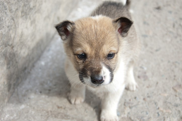 A beautiful Siberian Laika puppy.