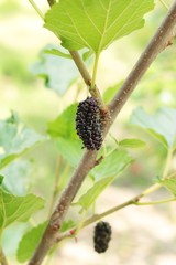 Mulberry organic red and black on tree