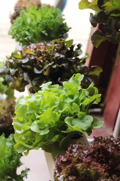 fresh lettuce hydroponics for health in garden