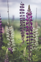Purple Lavender Garden In Japan