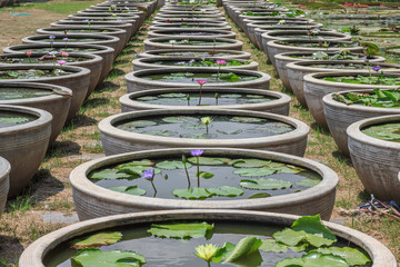 Lotus breeding farm