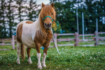 Dwarf Horse