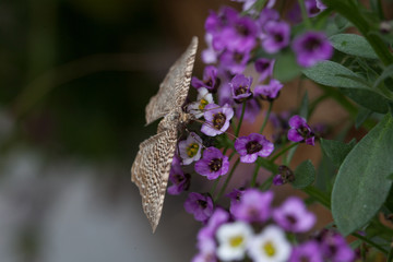 Schmetterling auf Blume