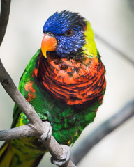 Lorikeet on Branch