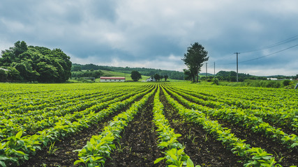 Obraz premium Growing Vegetable Cultivation
