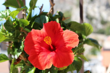 Obraz premium Arancio