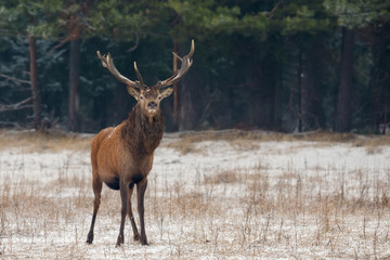 Naklejka na ściany i meble Single Adult Noble Red Deer With Big Beautiful Snow-Covered Horns On Snowy Field At Forest Background.European Wildlife Landscape With Snow And Deer Stag With Antlers.Portrait Of A Deer Looking At You