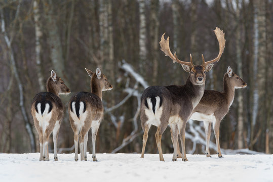 Small Hed Of Fallow Deer ( Daniel, Dama Dama ):Three Young Females Look Right And Stag, Looks At You.Four Beautiful Of Fallow Deer ( Dama Dama ) In Winter Time. Wildlife Animal Scene With Several Deer