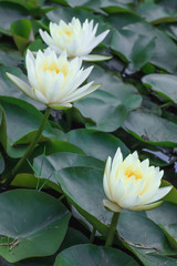 White lotus flower beautiful lotus