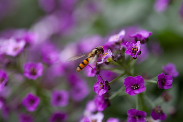 Schwebfliege