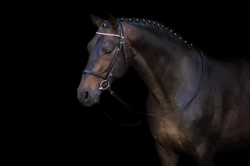 Foto auf Acrylglas Pferde Braunes Pferd im Zaumporträt auf schwarzem Hintergrund