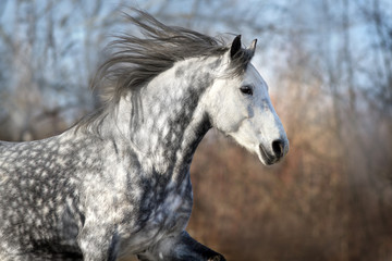 Fototapeta na wymiar Grey horse with long mane portrait in motion