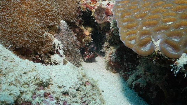Close up, mantis shrimp in Indian Ocean reef