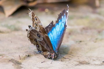 Blauer Morphofalter