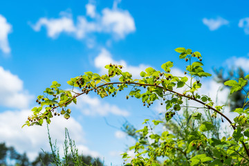 Fototapeta premium Wild raspberries