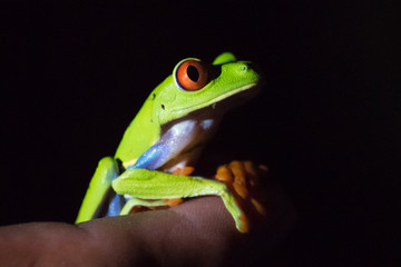 Laubfrosch