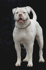 American Bulldog  white color on black background