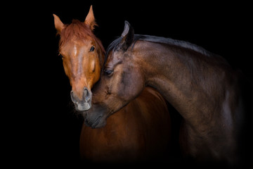 Fototapeta premium Portret dwóch koni na czarnym tle. Zakochane konie