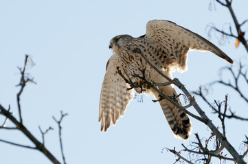 Turmfalke