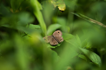 Ypthima baldus Butterfly