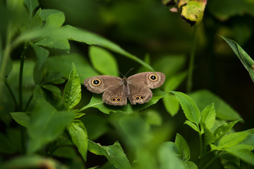 Top view of Ypthima baldus Butterfly