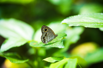 Ypthima baldus Butterfly