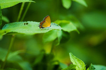 Heliophorus epicles Butterfly
