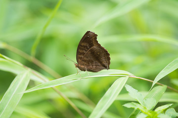 Side View of Lemon Pansy Butterfly on grass