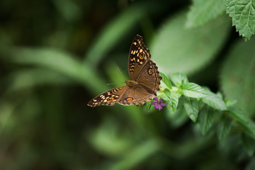Lemon Pansy Butterfly