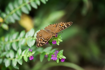 Lemon Pansy Butterfly