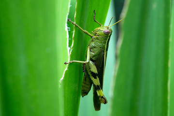  Beautiful Green Grasshopper On Leaves