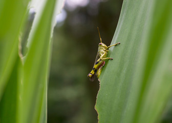 Beautiful Green Grasshopper On Leaves