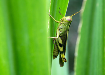  Beautiful Green Grasshopper On Leaves