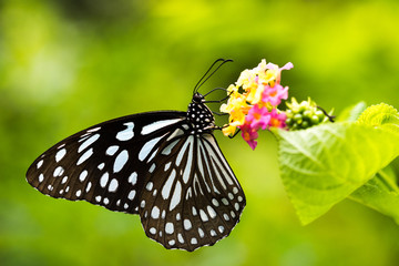 Fototapeta na wymiar Close up side view of Tirumala limniace Butterfly