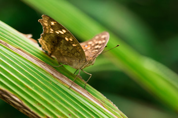  Lemon Pansy butterfly