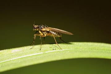 Side view of a dark Caucasian fly fly flies Psila fimetaria