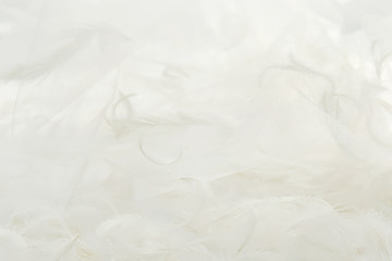 Feathers and white tulle fabric background. Abstract artistic composition with feathers and  transparent material feathers.