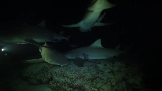 Sharks swarm underwater at night, POV
