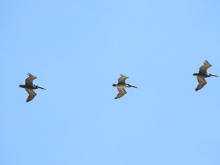 Pelicans