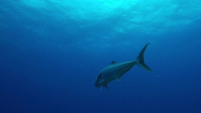 Lone fish swims in open water, Bahamas