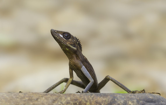 Wild Gunther's Bloodsucker (Bronchocela smaragdina) showing stress coloration, Khao Sok, Thailand