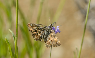 Eibischfalter auf einer Lavendelblüte