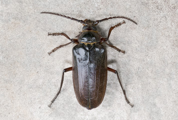 California prionus beetle (Prionus californicus) also called prionus root borer