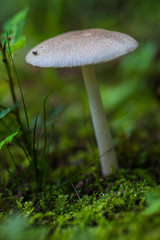 Wild Mushroom Macro